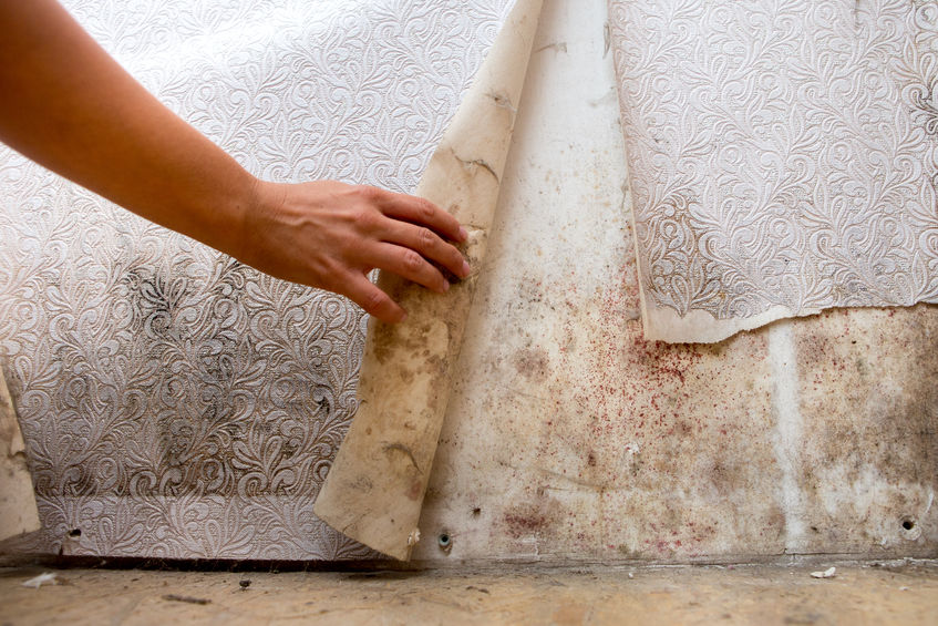 Mold hiding behind wallpaper